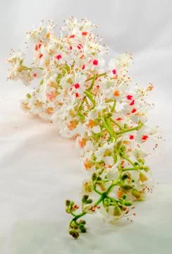 White tree flowers of chestnut tree, isolated close up Stock Photos