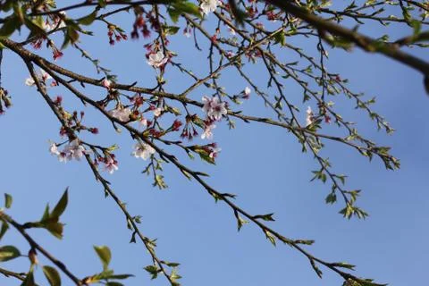 White tree flowers in spring Stock Photos