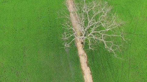 White tree Vídeo Stock 83419500