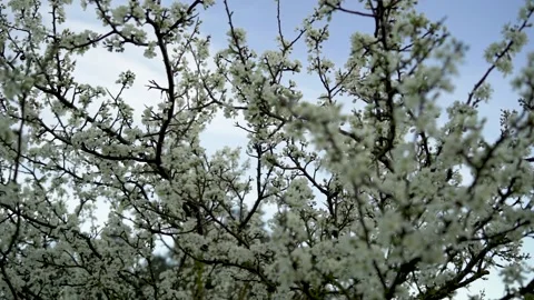 White Tree Stock Footage 150463633