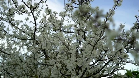 White Tree Stock Footage 150463634