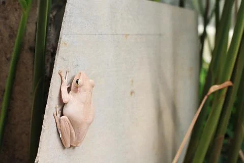 White tree frog sticking Stock Photos