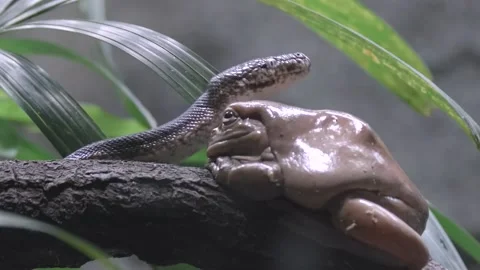 White Tree Frog On Tree Branch With Savu Island Python Looking Around Its Vídeos de archivo 162946745