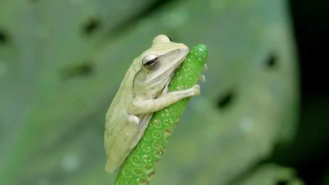 White Tree Frog In The Wild Nature. Close-up Shot Stock Footage 312659575