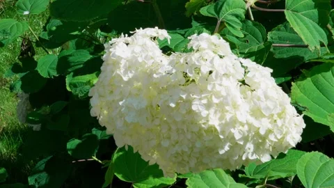 White tree hydrangea Stock Footage 325510244