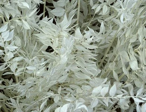 White Tree Leaf Flora Background Stock Photos