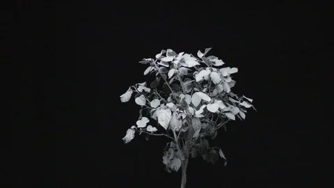 White Tree with light shifting around subject Stock Footage 87765683