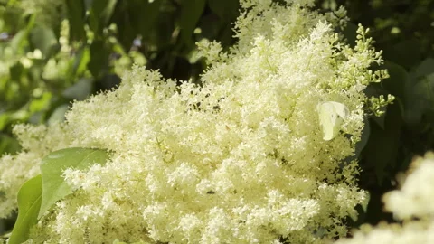White tree lilac flowers bloom vibrantly in a sunny summer garden Stock Footage 336939023