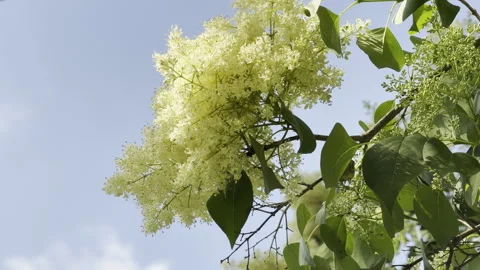 White tree lilac flowers bloom beautifully against a bright blue sky Stock Footage 336939033