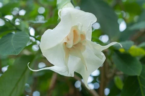 White tree lily flower - Melbourne Stock Photos