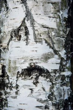 White tree material structure Stock Photos