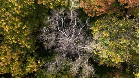 White Tree in the middle of a colorful forest in autumn Stock Footage 249907749