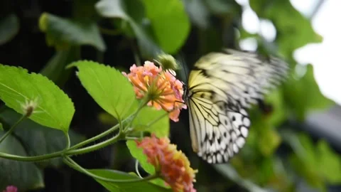 White Tree Nymph Butterfly Stock Footage 162080998