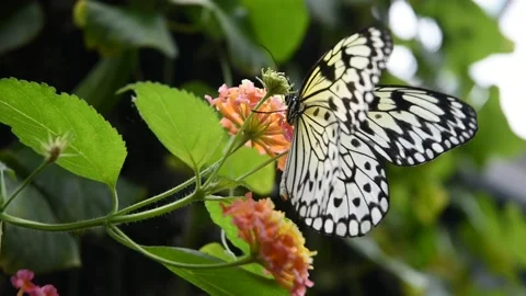 White Tree Nymph Butterfly Stock Footage 162081087