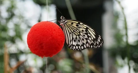 White Tree Nymph butterfly (Idea Leuconoe) Stock Footage 124992340