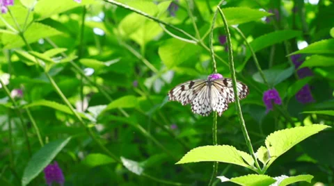 White tree nymph butterfly taking off Stock Footage 39817867
