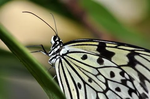 White tree nymph Stock Photos