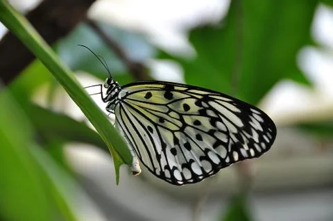 White tree nymph Stock Photos