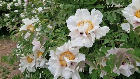 White tree peonies with a bright purple center and yellow stamens Video stock 335950304