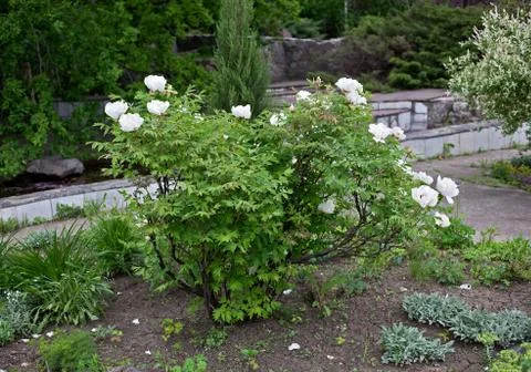 White tree peonies Stock Photos