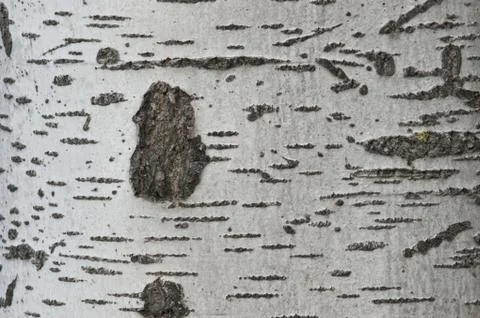 White tree Stock Photos