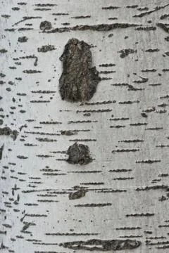 White tree Stock Photos