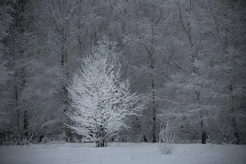 White tree Stock Photos