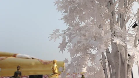White Tree Reclining Buddha in the Background. Wat Phra That Doi Kham. Stock Footage 264532865