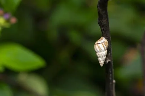 White tree snail shell on a plant near Pune, Maharashtra Stock-Fotos