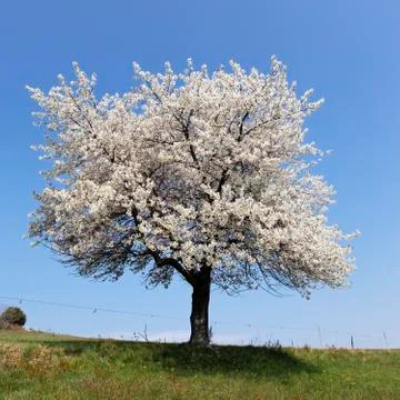 White tree square Stock Photos