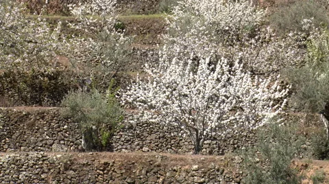 White tree on terrace, cherries in bloom Stock Footage 49555668