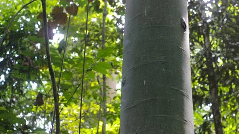 A white tree in a tropical rain forest Stock Photos