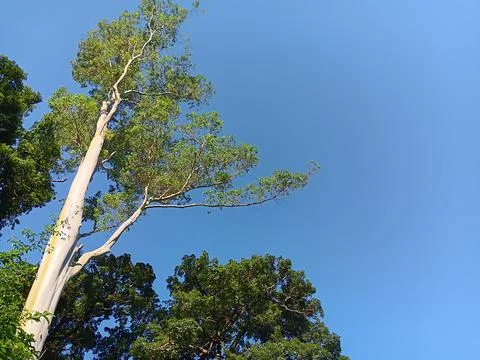White tree trunk, bright blue sky Stock Photos