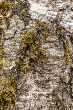 White tree trunk of old trees in the forest Stock-Fotos