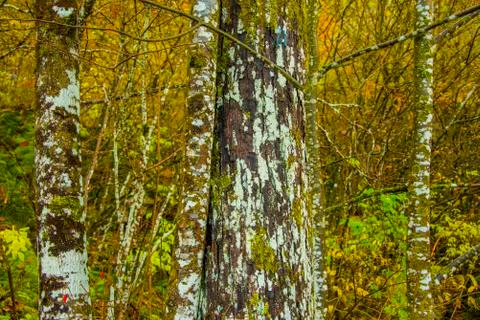White tree trunk Stock Photos