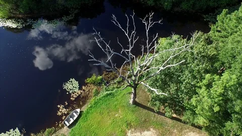White Tree by the Water Stock-Footage 91630537