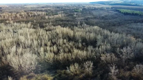 White trees by a flying drone Video stock 236997976