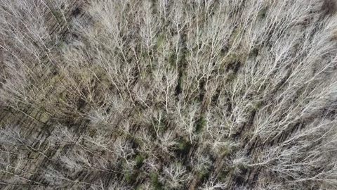 White trees by a flying drone Video stock 236998056