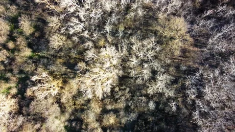 White trees by a flying drone Video stock 236998069