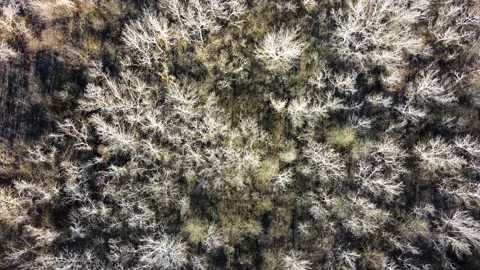 White trees by a flying drone Video stock 236998111