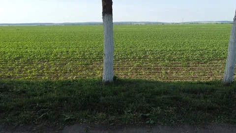 White trees Stock Footage 258267123