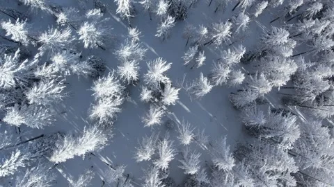 White trees Video stock 275274151