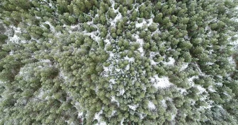 White trees in forest covered with snow aerial top view. Stock Footage 140619727