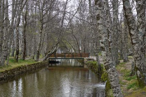 White trees reflection on a river in Covao d ametade in Serra da Estrela, Por Stock Photos