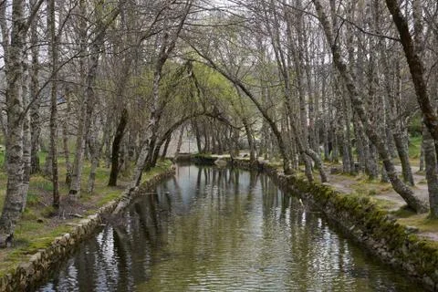 White trees reflection on a river in Covao d ametade in Serra da Estrela, Por Stock Photos