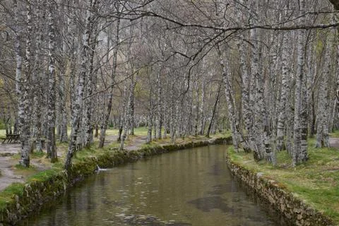 White trees reflection on a river in Covao d ametade in Serra da Estrela, Por Stock Photos