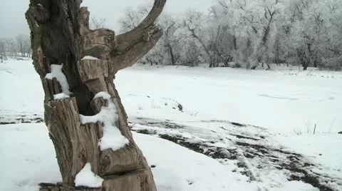 White Trees By the Snowy River Video stock 11082807