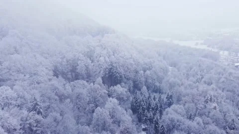 White trees towering over a pristine landscape. December nature. Outdoor tones Stock Footage 224882954