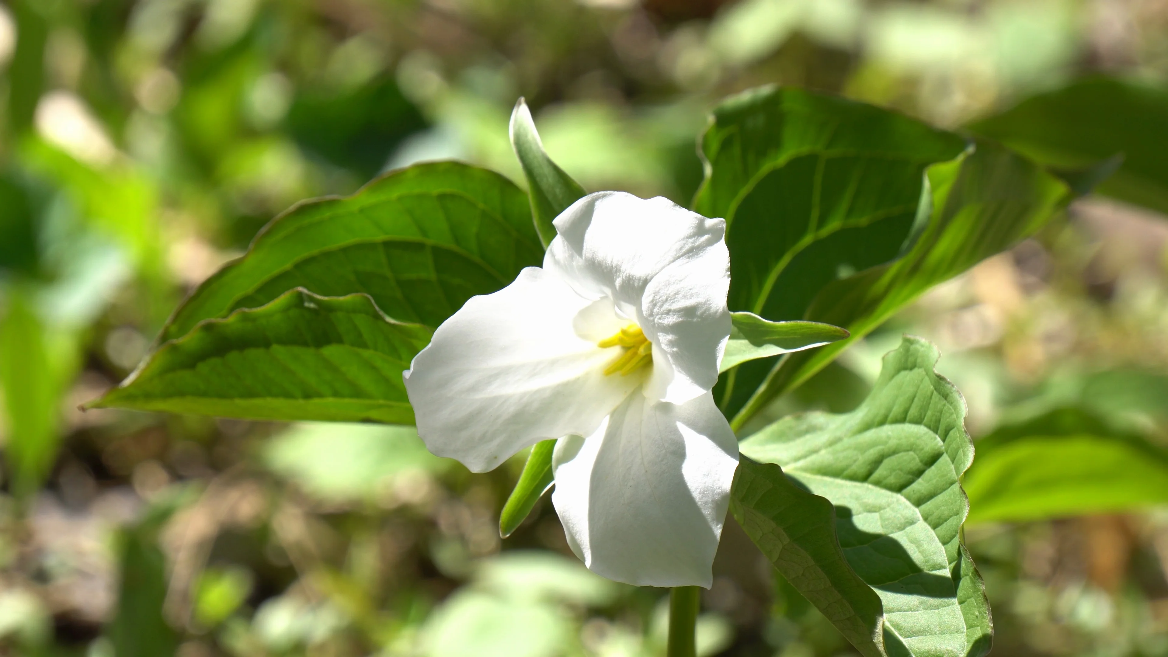 The Flower Of Ontario Best Flower Site