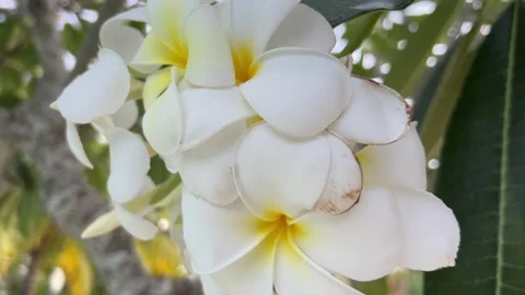 White tropical flowers on a tree Video stock 243217045